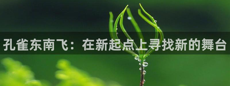 金桔影视：孔雀东南飞：在新起点上寻找新的舞台